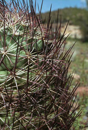  Sclerocactus johnsonii (Parry ex Engelmann) N.P.Taylor