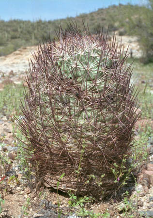  Sclerocactus johnsonii (Parry ex Engelmann) N.P.Taylor