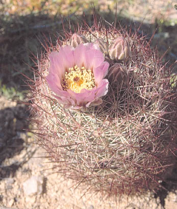  Sclerocactus johnsonii (Parry ex Engelmann) N.P.Taylor