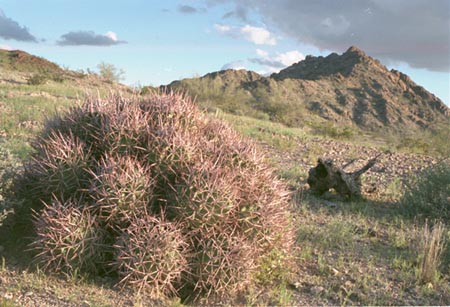  Echinocactus polycephalus Englemann & J.M.Bigelow