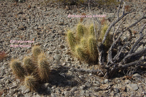  Echinocereus nicholii