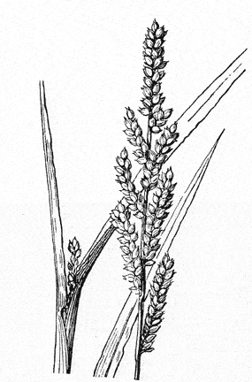  Echinochloa colona