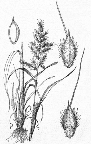  Echinochloa crus-galli