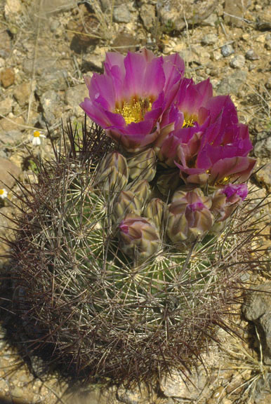  Sclerocactus johnsonii (Parry ex Engelmann) N.P.Taylor