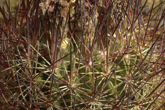  Sclerocactus johnsonii (Parry ex Engelmann) N.P.Taylor