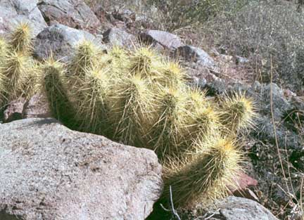  Echinocereus nicholii