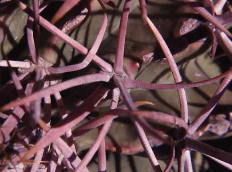  Echinocactus polycephalus Englemann & J.M.Bigelow