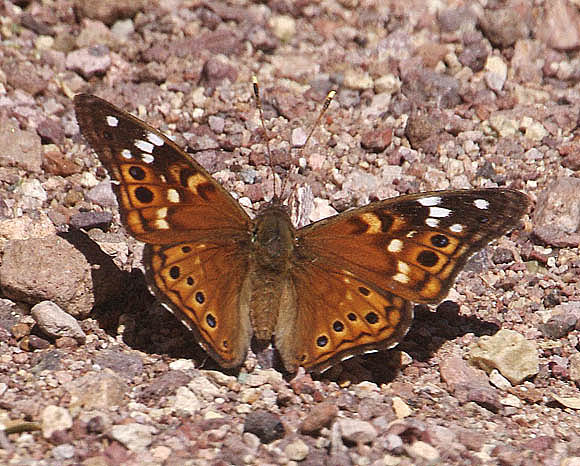  Asterocampa leilia