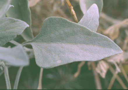  Encelia farinosa