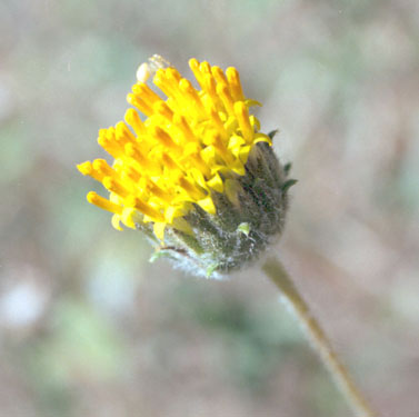  Encelia frutescens