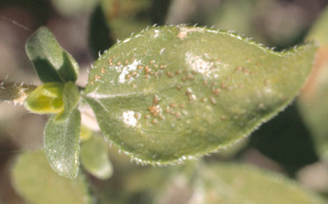  Encelia frutescens