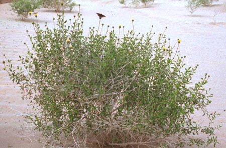  Encelia frutescens