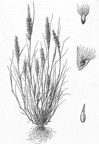  Enneopogon desvauxii