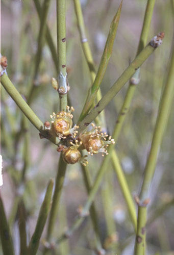  Ephedra trifurca