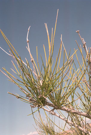  Ephedra trifurca