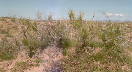  Ephedra trifurca