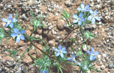  Eriastrum diffusum