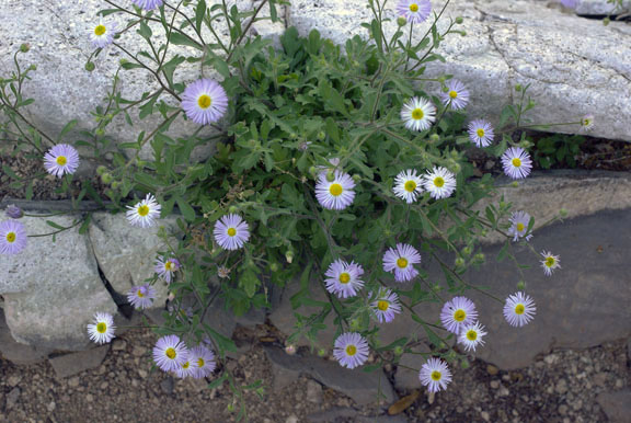  Erigeron lobatus