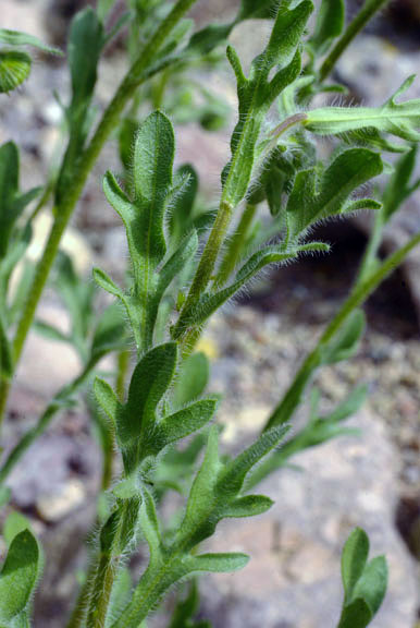  Erigeron lobatus