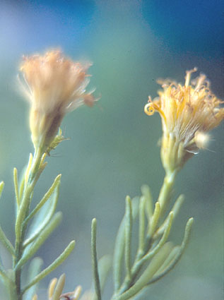  Ericameria laricifolia