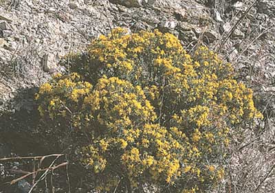  Ericameria laricifolia