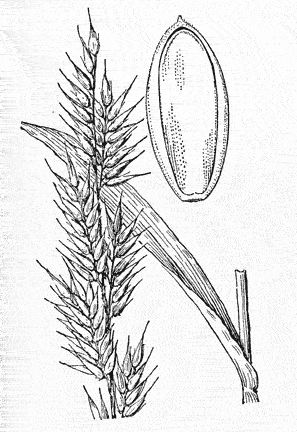  Eriochloa aristata var. aristata