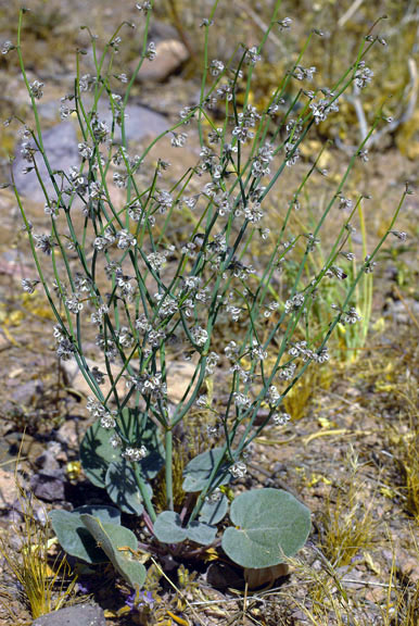  Eriogonum deflexum v.deflexum