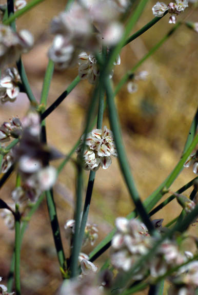  Eriogonum deflexum v.deflexum