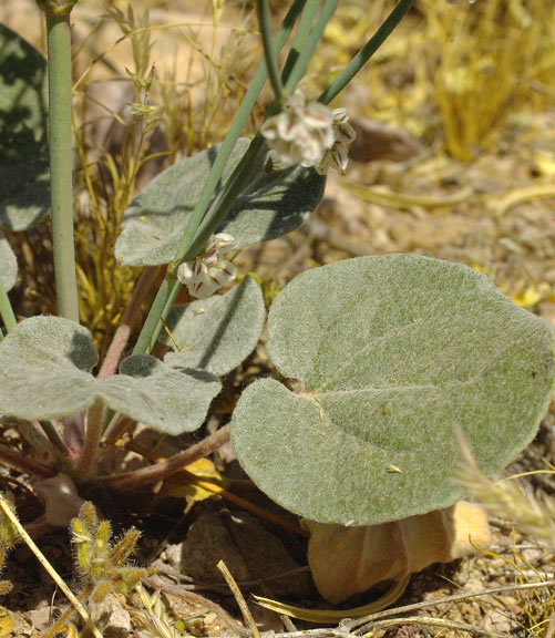  Eriogonum deflexum v.deflexum