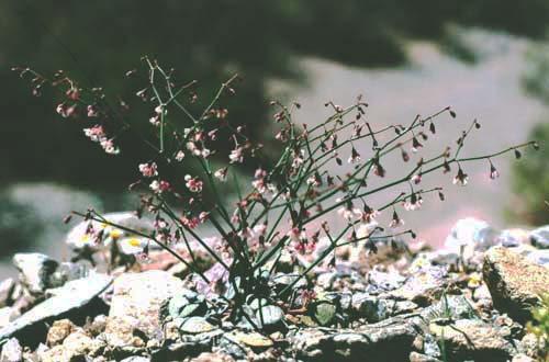  Eriogonum deflexum v.deflexum