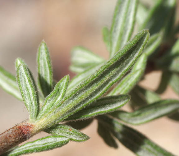  Eriogonum fasciculatum v.polifolium