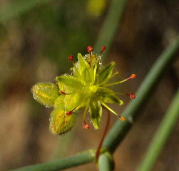  Eriogonum inflatum