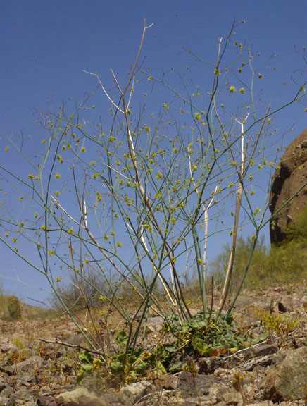  Eriogonum inflatum