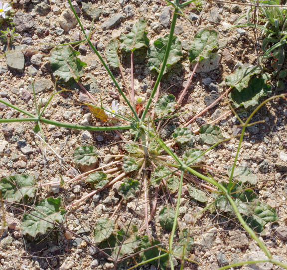  Eriogonum trichopes