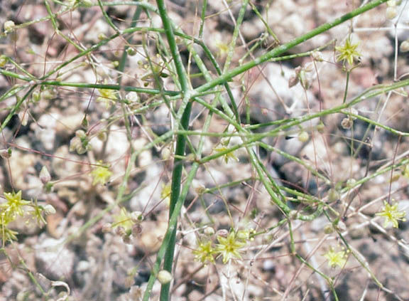  Eriogonum trichopes