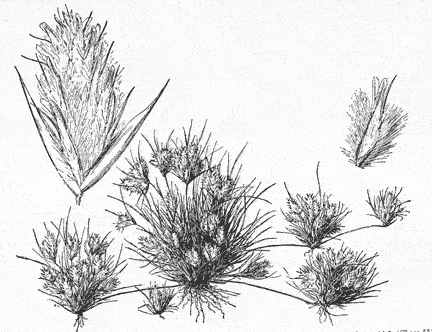  Dasyochloa pulchella