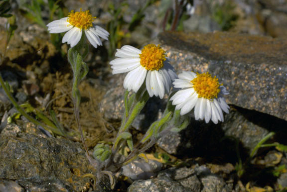  Eriophyllum lanosum