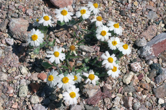  Eriophyllum lanosum