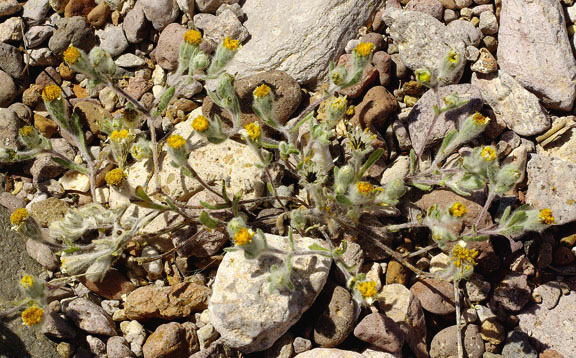  Eriophyllum pringlei