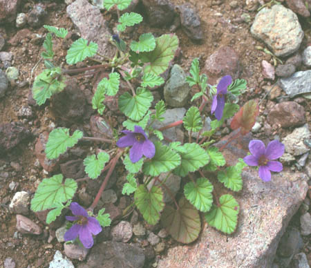  Erodium texanum