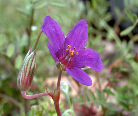  Erodium texanum