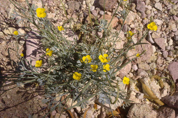  Eschscholzia minutiflora