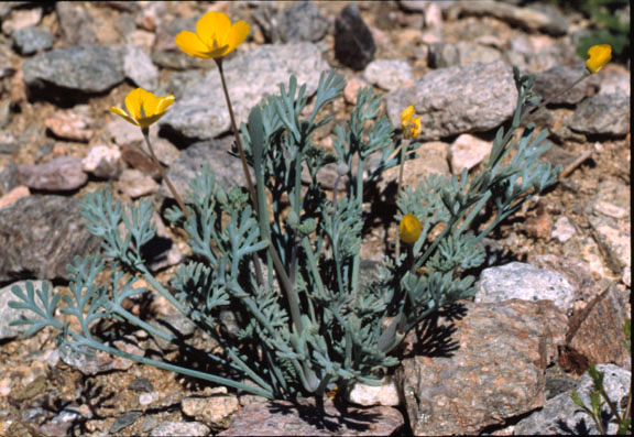  Eschscholzia minutiflora