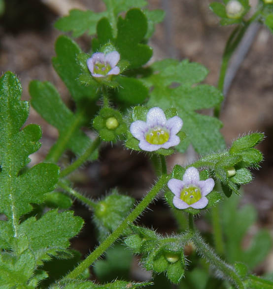  Eucrypta chrysanthemifolia v.bipinnatifida