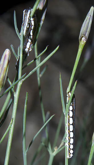  Eulithosia discistriga