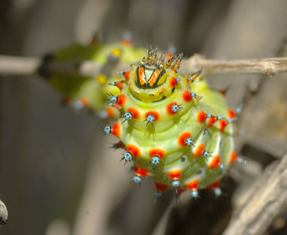  Eupackardia calleta