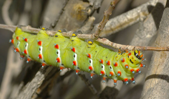  Eupackardia calleta