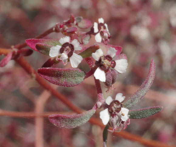  Euphorbia pediculifera var. pediculifera