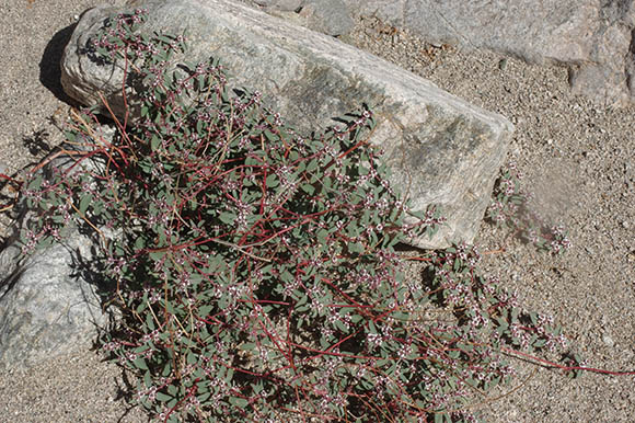  Euphorbia pediculifera var. pediculifera