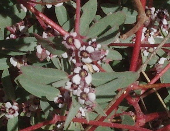  Euphorbia pediculifera var. pediculifera